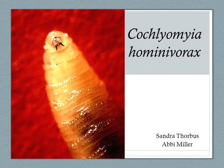 Cochlyomyia hominivorax
