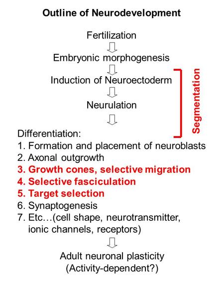 Outline of Neurodevelopment