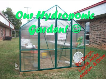 Our Hydroponic Garden! By: Devyn, Lupita, Andy, Andrew, & Drew.