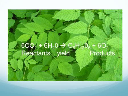 Photosynthesis 6CO 2 + 6H 2 0  C 6 H 12 0 6 + 6O 2 Reactants yield Products.