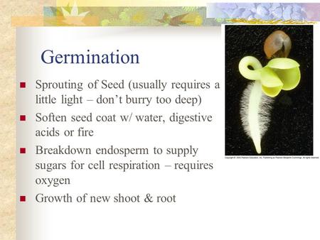 Germination Sprouting of Seed (usually requires a little light – don’t burry too deep) Soften seed coat w/ water, digestive acids or fire Breakdown endosperm.
