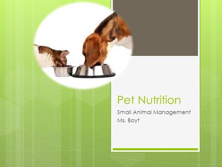 Pet Nutrition Small Animal Management Ms. Boyt. What is Nutrition? Refers to the animal receiving a proper & balanced food and water ration so that it.
