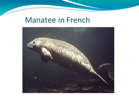 Manatee in French Guiana.. Length: from 8 to 13 feet. Weight: from 440 to 1300 pounds. Lifespan: from 20 to 60 years. Class: Mammalia. Order: Sirenia.