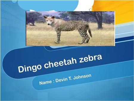 Dingo cheetah zebra Name : Devin T. Johnson Habitat of Your Animal Location- 30 degrees latitude north & 30 degrees south. Arizona,West Africa,Australia.