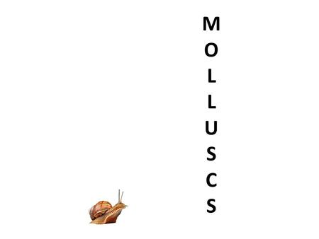 MOLLUSCSMOLLUSCS. MOLLUSCSMOLLUSCS - Molluscs Origin of the word mollusc: From the Latin word Mollis meaning soft Animals in this phylum include: Snails,