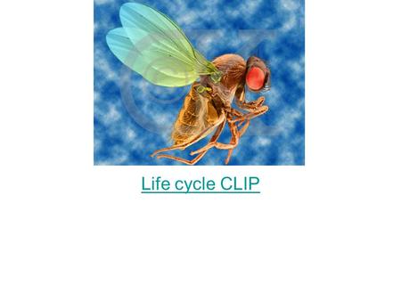 Life cycle CLIP.