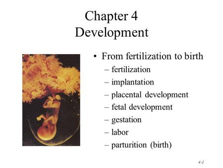 4-1 Chapter 4 Development From fertilization to birth –fertilization –implantation –placental development –fetal development –gestation –labor –parturition.