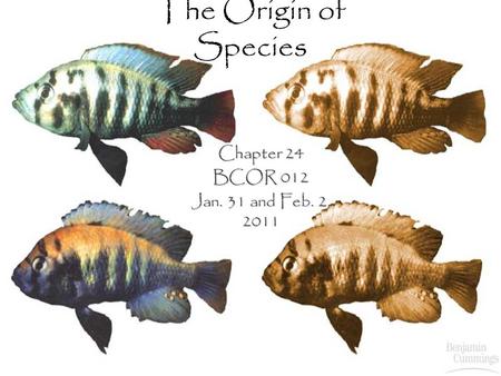 The Origin of Species Chapter 24 BCOR 012 Jan. 31 and Feb. 2, 2011.