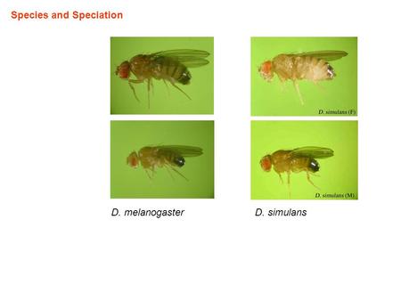 Species and Speciation D. melanogasterD. simulans.