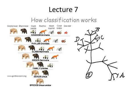 How classification works