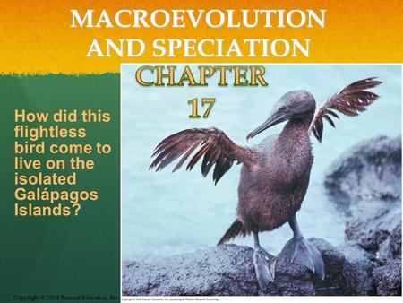 Copyright © 2008 Pearson Education, Inc., publishing as Pearson Benjamin Cummings MACROEVOLUTION AND SPECIATION How did this flightless bird come to live.