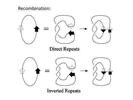 Recombination:. Different recombinases have different topological mechanisms: Xer recombinase on psi. Unique product Uses topological filter to only perform.