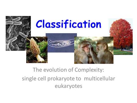 Classification The evolution of Complexity: single cell prokaryote to multicellular eukaryotes.