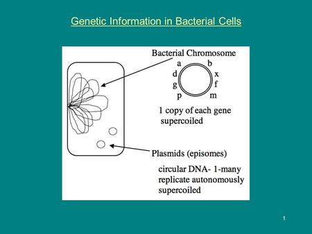 1 Genetic Information in Bacterial Cells. 2 Bacterial Reproduction: Binary Fission Bacterial chromosome and Plasmids to each.