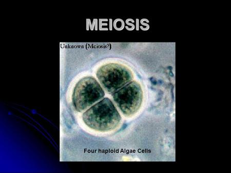 Four haploid Algae Cells