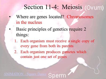 Section 11-4: Meiosis Where are genes located? Chromosomes in the nucleus Basic principles of genetics require 2 things: Each organism must receive a.