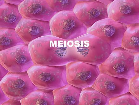 MEIOSIS. Why Meiosis? Meiosis is a form of cell division that produces haploid cells. A haploid cell contains one full set of chromosomes. In human, the.