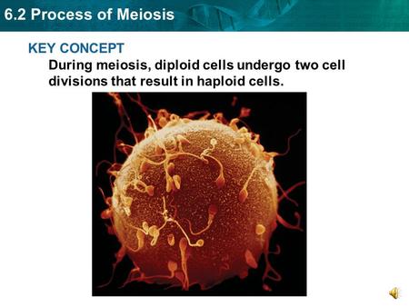 Cells go through two rounds of division in meiosis.