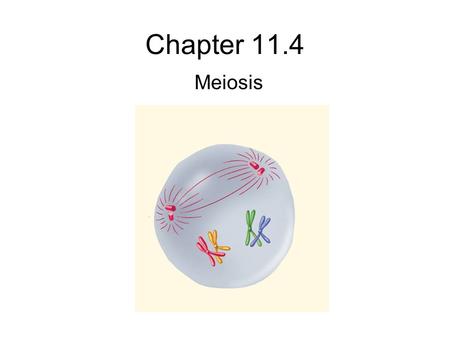 Chapter 11.4 Meiosis.