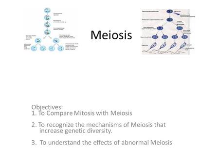 Meiosis Objectives: 1. To Compare Mitosis with Meiosis 2. To recognize the mechanisms of Meiosis that increase genetic diversity. 3. To understand the.