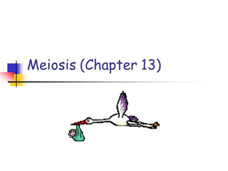 Meiosis (Chapter 13). Mitosis Two identical daughter cells Interphase Cell growth, preparing for cell division Prophase, Metaphase, Anaphase, Telophase.