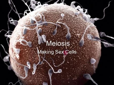 Meiosis Making Sex Cells.