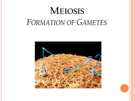 M EIOSIS F ORMATION OF G AMETES 1. F ACTS A BOUT M EIOSIS  Daughter cells contain half the number of chromosomes as the original cell (haploid or 1n).