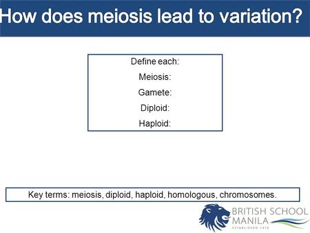 How does meiosis lead to variation?