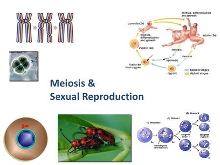 Meiosis & Sexual Reproduction 2007-2008.