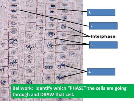 1. 2. 3. 4. Bellwork: Identify which “PHASE” the cells are going through and DRAW that cell.