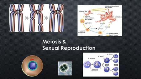 2005-2006 Meiosis & Sexual Reproduction. Budding in Yeast Binary fission in Amoeba.