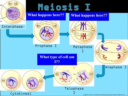 Interphase Telophase I Anaphase I Metaphase I Prophase I Cytokinesi s Images from: