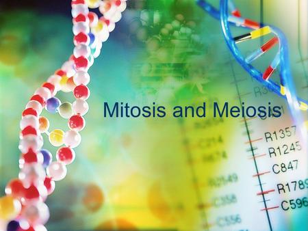 Mitosis and Meiosis. What is Mitosis? The process of cell division in all diploid cells Constantly occurs in cells throughout plants and animals at all.