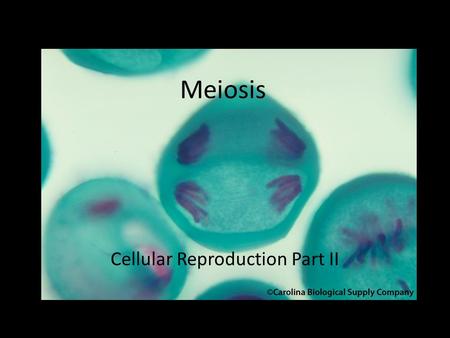 Meiosis Cellular Reproduction Part II. Ploidy Ploidy (N) describes the number of copies of chromosomes a cell contains. Haploid (1N), Diploid (2N), Triploid.