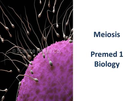 Meiosis Premed 1 Biology. CHAPTER 21 MEIOSIS There is more to lectures than the power point slides! Engage your mind.