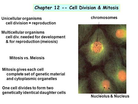 Chapter Cell Division & Mitosis