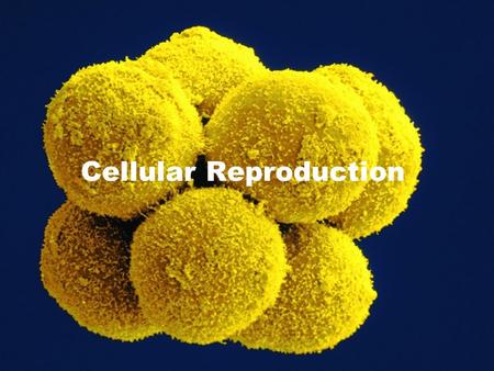 Cellular Reproduction. Cell Division What would happen if cells stopped dividing? Could your skin function in protection? Would wounds heal or your body.