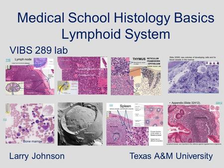 Medical School Histology Basics Lymphoid System
