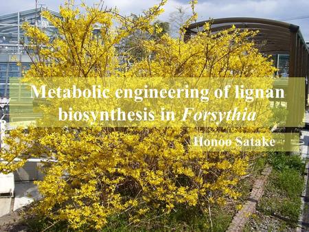 Honoo Satake Metabolic engineering of lignan biosynthesis in Forsythia.