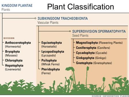 Plant Classification Group 1: Seedless, Nonvascular Plants Live in moist environments Liverworts Hornworts Mosses.