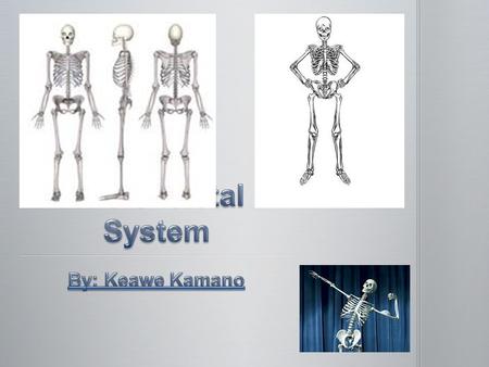 What is the skeletal system, you might ask? The skeletal system is basically a human’s skeleton. The human skeleton consists of 206 bones as well as the.