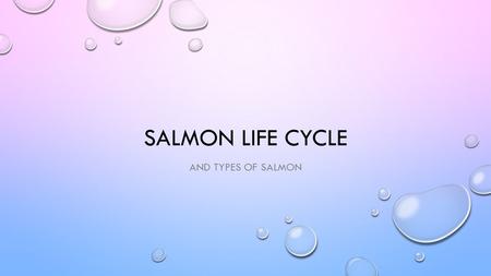 SALMON LIFE CYCLE AND TYPES OF SALMON Eggs After the adult salmon lay their eggs and covers them up with gravel they will die. Then approximately 2.5.