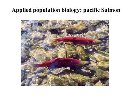 Applied population biology: pacific Salmon