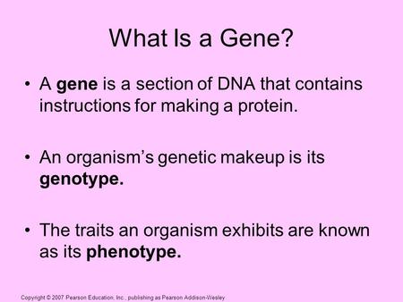 Copyright © 2007 Pearson Education, Inc., publishing as Pearson Addison-Wesley What Is a Gene? A gene is a section of DNA that contains instructions for.