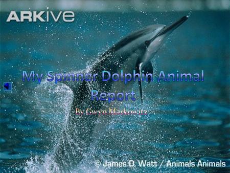 My Spinner Dolphin Animal Report