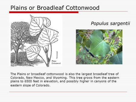 Plains or Broadleaf Cottonwood Populus sargentii The Plains or broadleaf cottonwood is also the largest broadleaf tree of Colorado, New Mexico, and Wyoming.