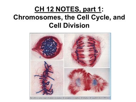CH 12 NOTES, part 1: Chromosomes, the Cell Cycle, and Cell Division.