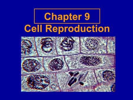 Chapter 9 Cell Reproduction. Review: What we know Cells have DNA / genetic information We pass on our info to our children All our cells contain DNA Chromosomes.