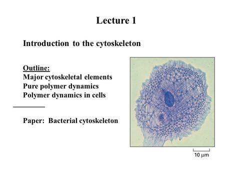 Lecture 1 Introduction to the cytoskeleton Outline: Major cytoskeletal elements Pure polymer dynamics Polymer dynamics in cells Paper: Bacterial cytoskeleton.