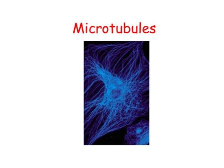 Microtubules. Basic Structure   -Tubulin has a bound GTP, that does not hydrolyze.   -Tubulin may have bound GTP or GDP. An    -tubulin heterodimer.